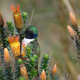 A male blue-throated hillstar on its favorite plant, “the flower of the Andes” (Chuquiraga jussieui)